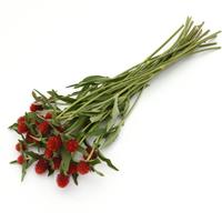QIS Red Gomphrena Grower Bunch
