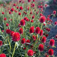 QIS Red Gomphrena Greenhouse