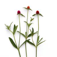 QIS Mixture Gomphrena Single Stem, White Background
