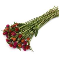 QIS Mixture Gomphrena Grower Bunch