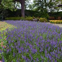 Serena® Blue Angelonia Commercial Landscape 1