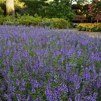 Serena® Blue Angelonia Commercial Landscape 3