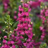 Serena® Magenta Angelonia Bloom