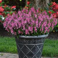 Serena® Rose Angelonia Container