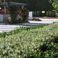 Serena® White Angelonia Landscape