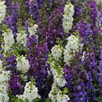 Serena® Waterfall Mixture Angelonia Bloom