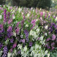 Serena® Mixture Angelonia Garden