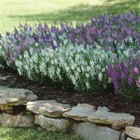 Serena® Mixture Angelonia Landscape