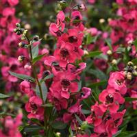 Serenita® Cherry Red Angelonia Bloom