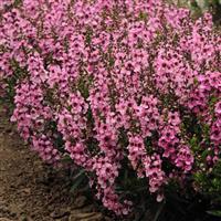 Serenita® Pink Angelonia Landscape