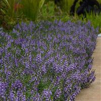 Serenita® Sky Blue Angelonia Landscape