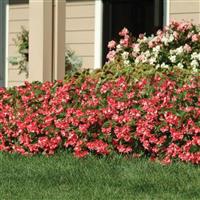 Dragon Wing® Pink Begonia Commercial Landscape 1