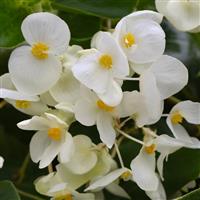 Dragon Wing® White Improved Begonia Bloom