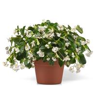 Dragon Wing® White Improved Begonia Container