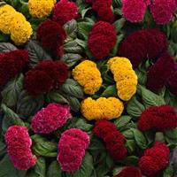 Concertina™ Mixture Celosia Bloom