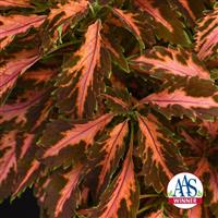 Coral Candy Coleus, Premium Sun Bloom