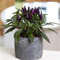 Salsa XP Purple Ornamental Pepper Container