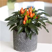 Salsa XP Dark Orange Ornamental Pepper Container