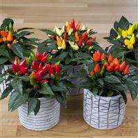 Salsa XP Mixture Ornamental Pepper Bloom