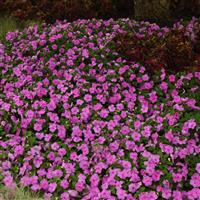 Beacon® Blue Pearl Impatiens Landscape