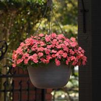 Beacon® Coral Impatiens Basket