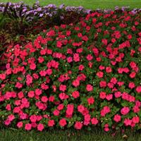 Beacon® Lipstick Impatiens Commercial Landscape 1