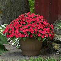 Beacon® Lipstick Impatiens Container
