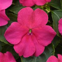 Beacon® Rose Impatiens Bloom