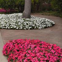 Beacon® Rose Impatiens Commercial Landscape 1