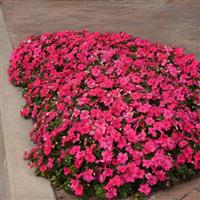 Beacon® Rose Impatiens Landscape