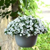Beacon® White Impatiens Basket