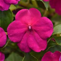 Beacon® Violet Improved Impatiens Bloom