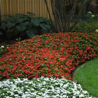 Beacon® Bright Red Impatiens Commercial Landscape 1