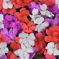 Beacon® Pearl Island Mixture Impatiens Bloom