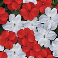Beacon® Cape Pine Mixture Impatiens Bloom