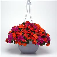 Beacon® Sanibel Mixture Improved Impatiens Basket