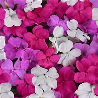 Beacon® Chicago Mixture Improved Impatiens Bloom