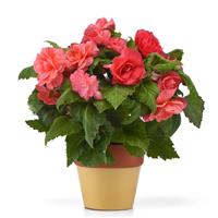 Marquee™ Picotee Lace Pink Tuberous Begonia Container