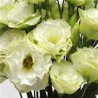 ABC™ 1 Green Lisianthus Bloom