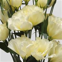 ABC™ 1 Yellow Lisianthus Bloom