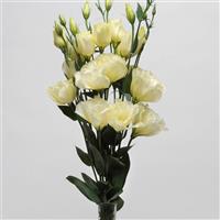 ABC™ 1 Yellow Lisianthus Cutflower