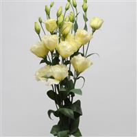 ABC™ 2 Yellow Lisianthus Cutflower