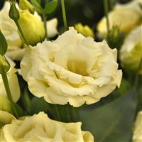 ABC™ 3 Yellow Lisianthus Bloom