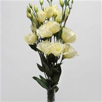 ABC™ 3 Yellow Lisianthus Mono Vase, White Background