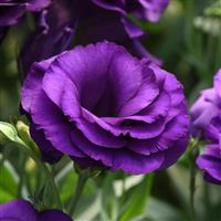 ABC™ 2 Purple Improved Lisianthus Bloom
