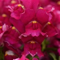 Snapshot™ Burgundy Snapdragon Bloom