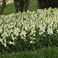 Snapshot™ White Snapdragon Landscape