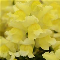 Snapshot™ Yellow Snapdragon Bloom