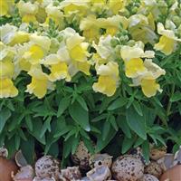 Snapshot™ Yellow Snapdragon Landscape