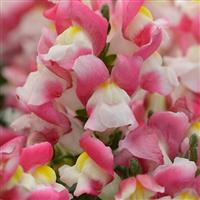 Snapshot™ Coral Bicolor Snapdragon Bloom